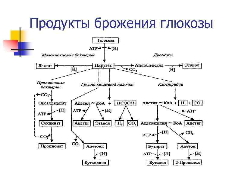 Продукты брожения глюкозы 