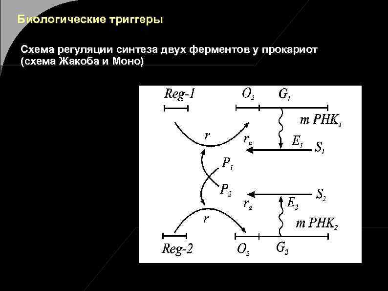 Схема жакоба и моно