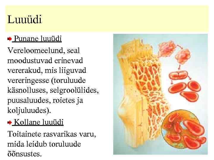 Luuüdi Punane luuüdi Vereloomeelund, seal moodustuvad erinevad vererakud, mis liiguvad vereringesse (toruluude käsnolluses, selgroolülides,