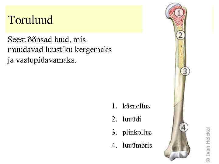 Toruluud Seest õõnsad luud, mis muudavad luustiku kergemaks ja vastupidavamaks. 1. käsnollus 2. luuüdi