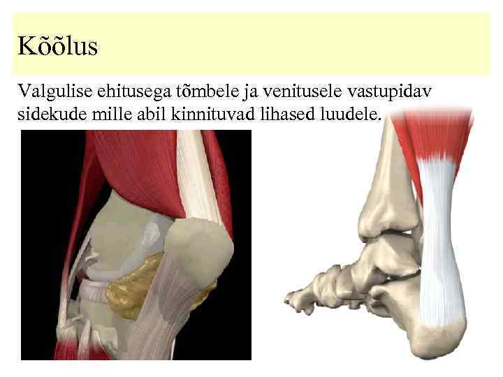 Kõõlus Valgulise ehitusega tõmbele ja venitusele vastupidav sidekude mille abil kinnituvad lihased luudele. 