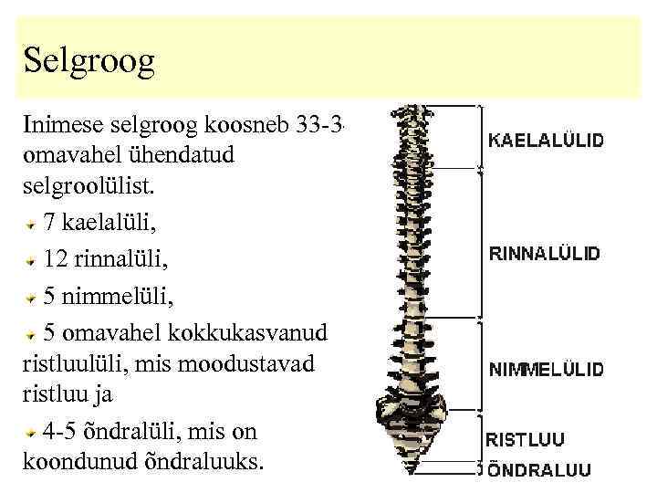 Selgroog Inimese selgroog koosneb 33 -34 omavahel ühendatud selgroolülist. 7 kaelalüli, 12 rinnalüli, 5
