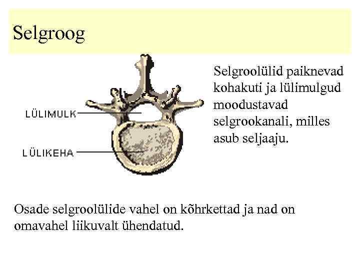 Selgroog Selgroolülid paiknevad kohakuti ja lülimulgud moodustavad selgrookanali, milles asub seljaaju. Osade selgroolülide vahel