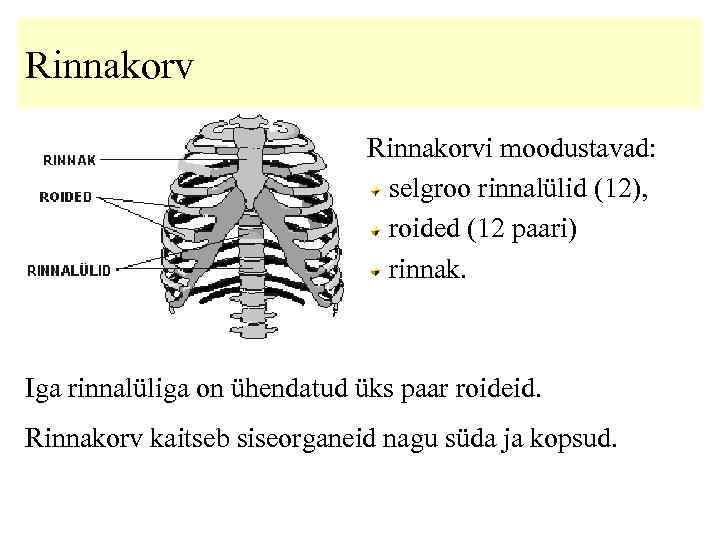 Rinnakorvi moodustavad: selgroo rinnalülid (12), roided (12 paari) rinnak. Iga rinnalüliga on ühendatud üks