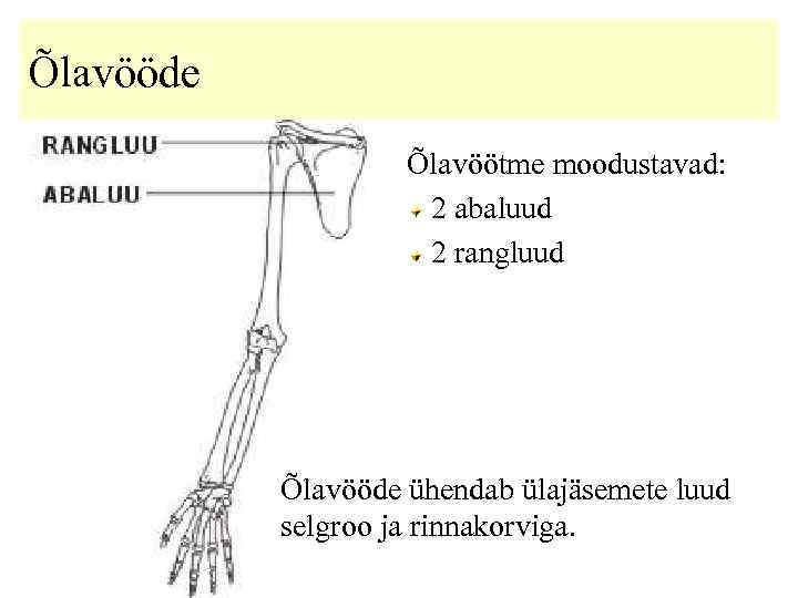 Õlavööde Õlavöötme moodustavad: 2 abaluud 2 rangluud Õlavööde ühendab ülajäsemete luud selgroo ja rinnakorviga.