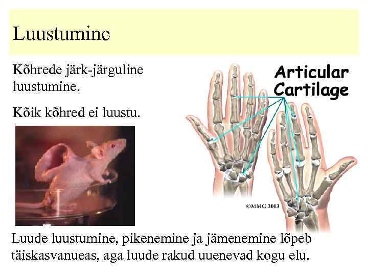 Luustumine Kõhrede järk-järguline luustumine. Kõik kõhred ei luustu. Luude luustumine, pikenemine ja jämenemine lõpeb