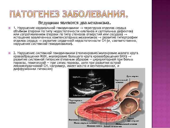 Ведущими являются два механизма. 1. Нарушение кардиальной гемодинамики → перегрузка отделов сердца объёмом (пороки