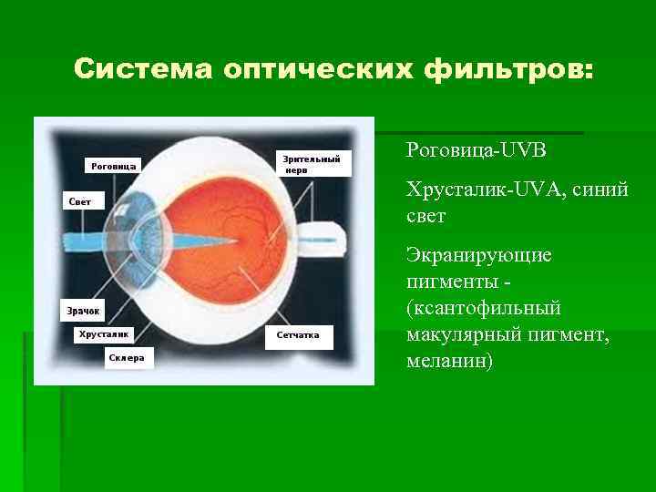 Система оптических фильтров: Роговица-UVВ Хрусталик-UVА, синий свет Экранирующие пигменты (ксантофильный макулярный пигмент, меланин) 