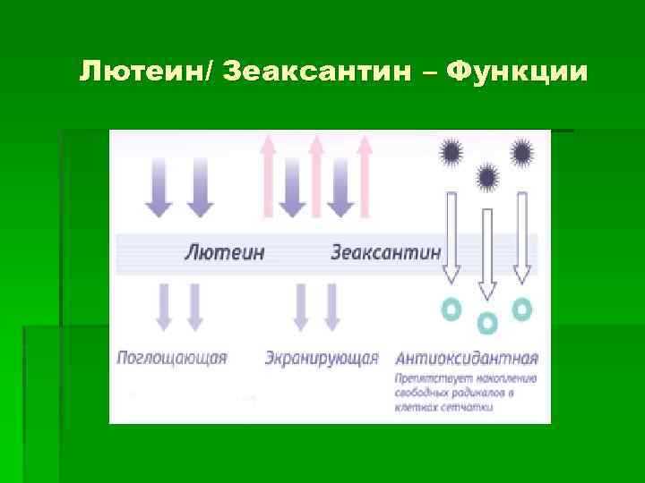 Лютеин/ Зеаксантин – Функции 
