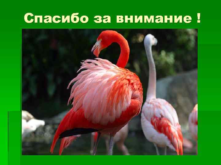 Спасибо за внимание ! 