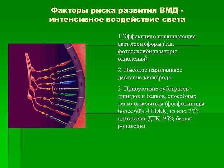 Факторы риска развития ВМД интенсивное воздействие света 1. Эффективно поглощающие свет хромофоры (т. н.