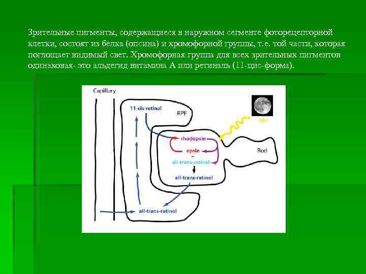 Зрительные пигменты, содержащиеся в наружном сегменте фоторецепторной клетки, состоят из белка (опсина) и хромофорной