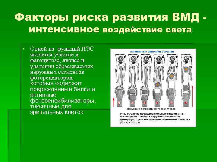 Факторы риска развития ВМД интенсивное воздействие света § Одной из функций ПЭС является участие