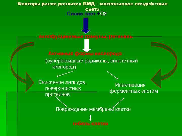 Факторы риска развития ВМД – интенсивное воздействие света Синий свет +О 2 липофусциновые гранулы,