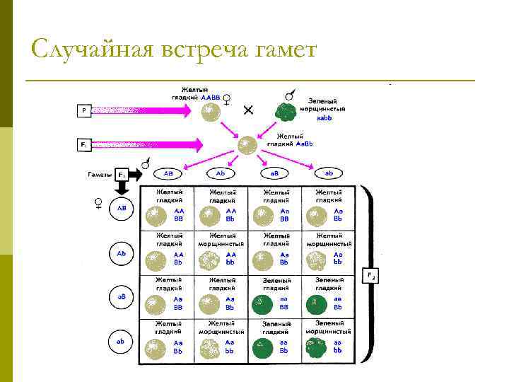 Случайная встреча гамет 