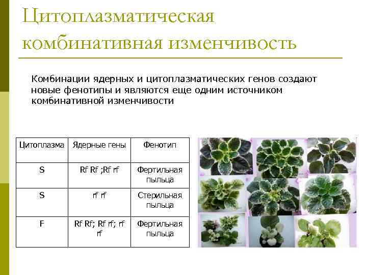 Схемы скрещиваний демонстрирующие наследование пестролистности у растений