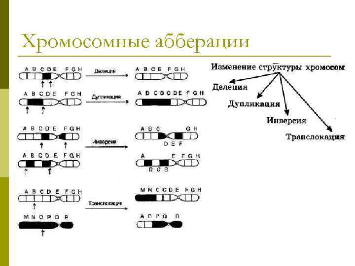 Мутация презентация қазақша