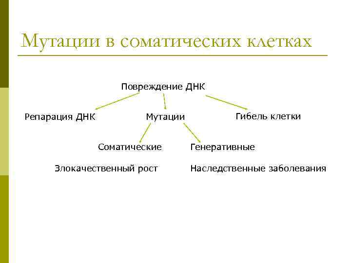 Мутации в соматических клетках Повреждение ДНК Репарация ДНК Мутации Гибель клетки Соматические Генеративные Злокачественный