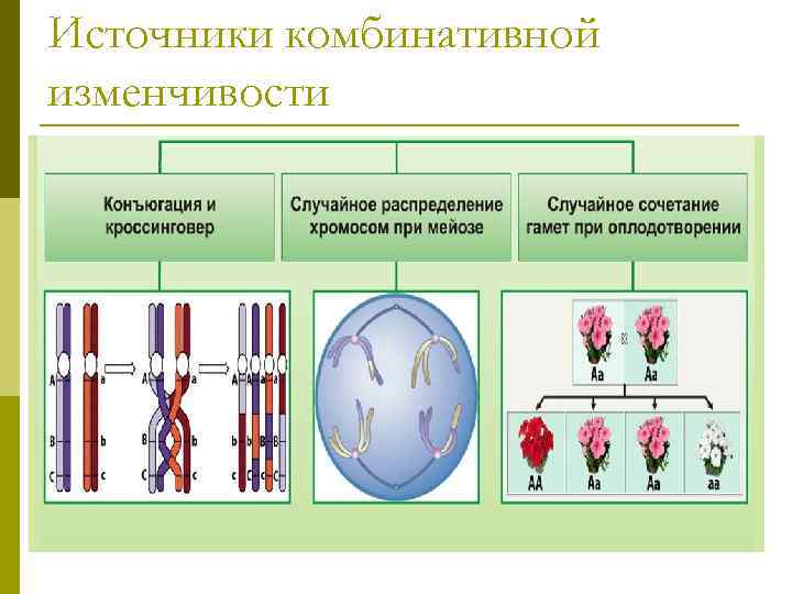 Наследственная комбинативная изменчивость