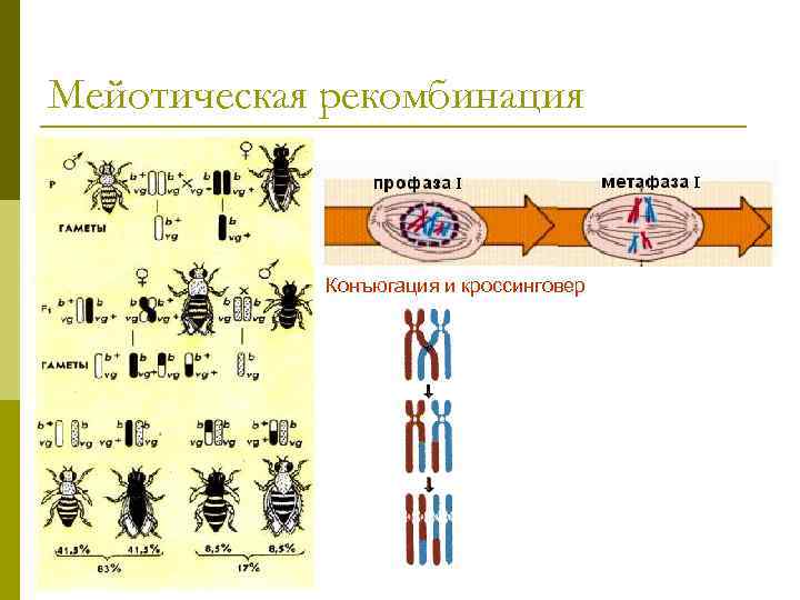 Мейотическая рекомбинация Конъюгация и кроссинговер 