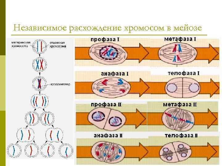 Расхождение хромосом при образовании гамет