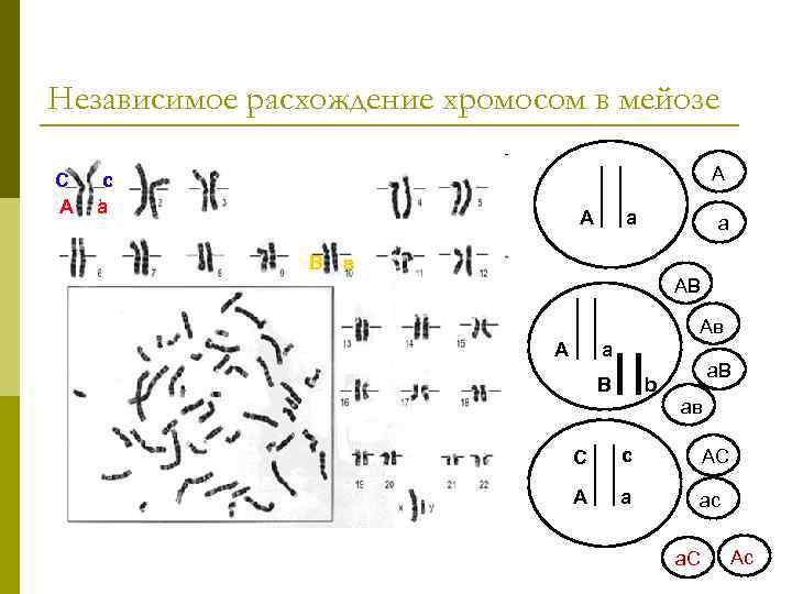 Расхождение хромосом происходит в