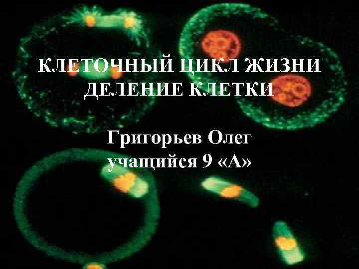 КЛЕТОЧНЫЙ ЦИКЛ ЖИЗНИ ДЕЛЕНИЕ КЛЕТКИ Григорьев Олег учащийся 9 «А» 