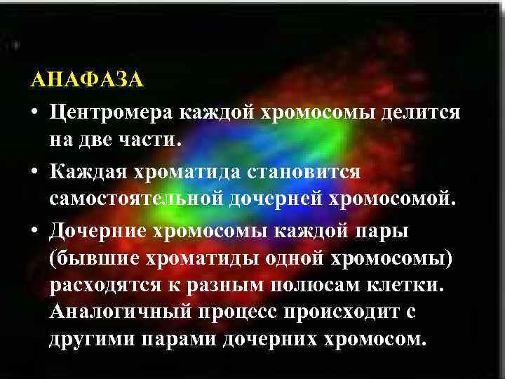 АНАФАЗА • Центромера каждой хромосомы делится на две части. • Каждая хроматида становится самостоятельной