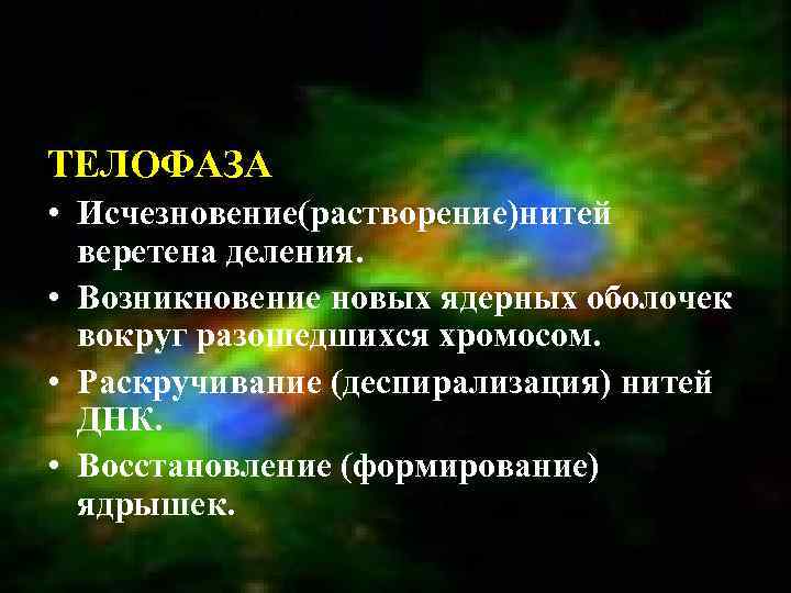 ТЕЛОФАЗА • Исчезновение(растворение)нитей веретена деления. • Возникновение новых ядерных оболочек вокруг разошедшихся хромосом. •