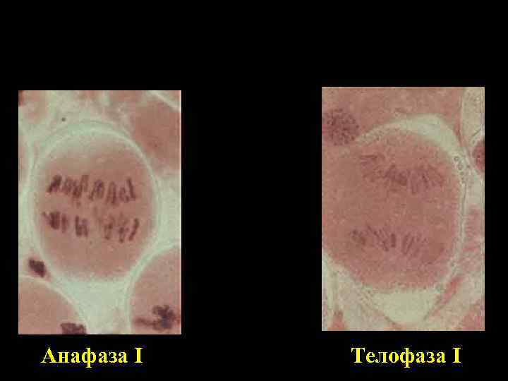  Анафаза I Телофаза I 