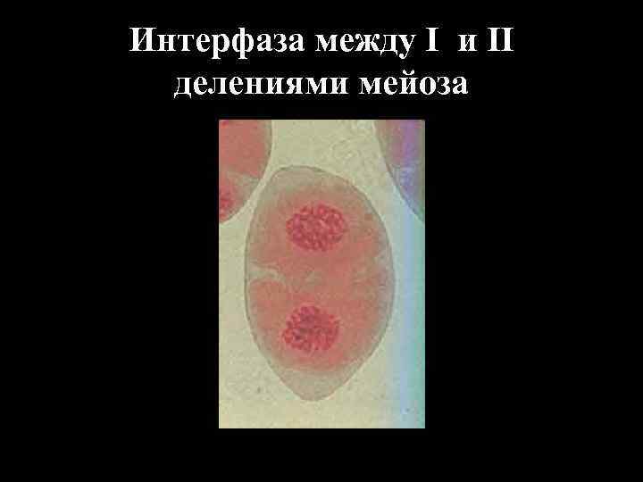 Интерфаза между I и II делениями мейоза 