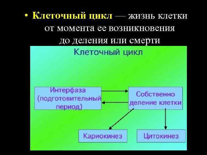  • Клеточный цикл — жизнь клетки от момента ее возникновения до деления или