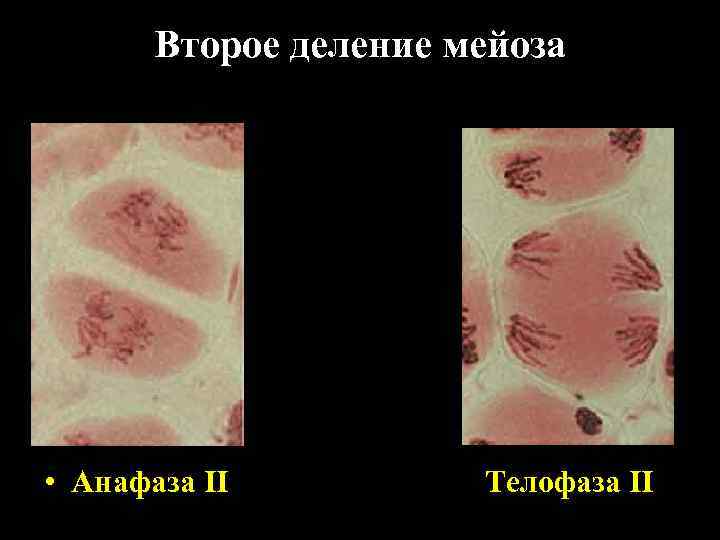 Второе деление мейоза • Анафаза II Телофаза II 