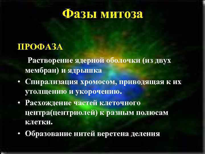 Фазы митоза ПРОФАЗА • Растворение ядерной оболочки (из двух мембран) и ядрышка • Спирализация