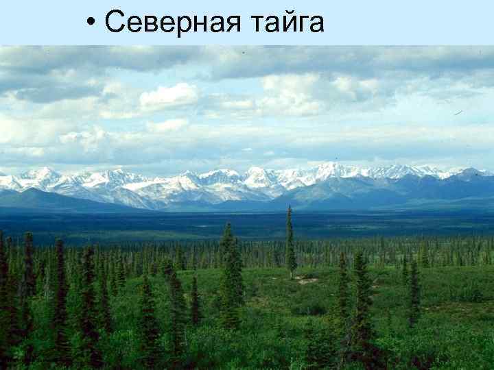  • Северная тайга 