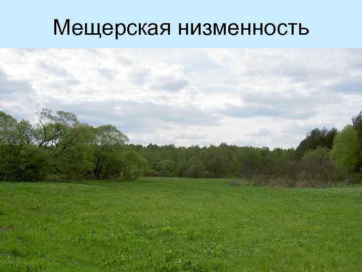 Мещерская низменность фото