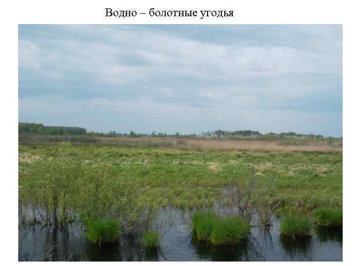 Водно – болотные угодья 13 