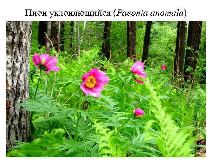 Пион уклоняющийся (Paeonia anomala) 7 