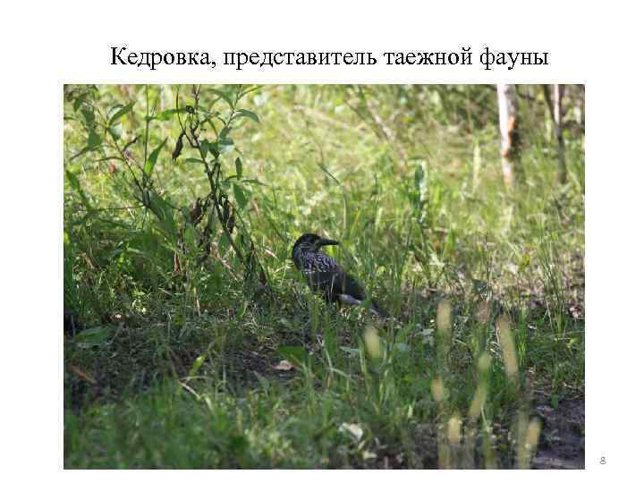 Кедровка, представитель таежной фауны 8 