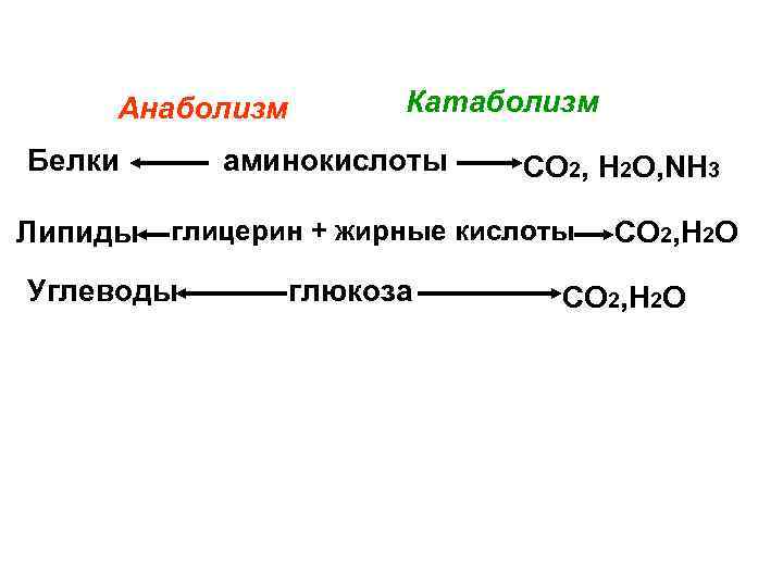 Анаболизм Белки Липиды Катаболизм аминокислоты СО 2, Н 2 О, NH 3 глицерин +