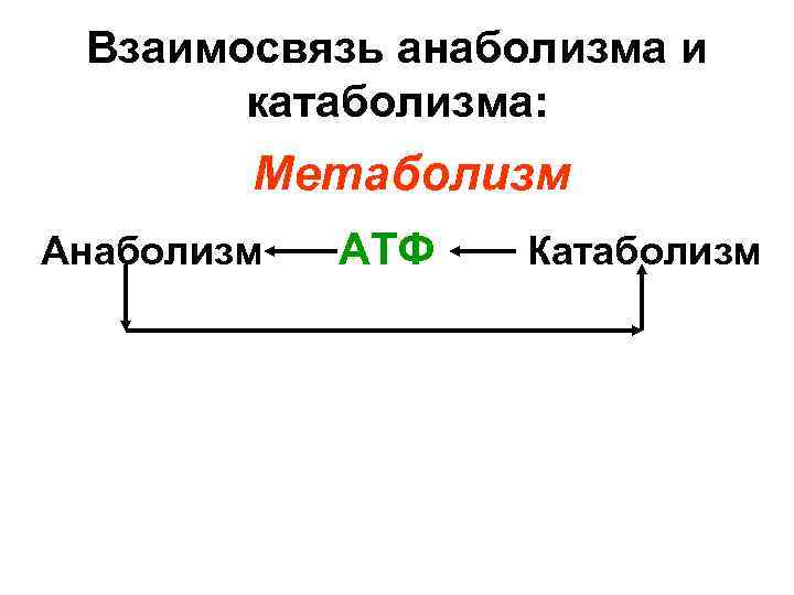 Взаимосвязь анаболизма и катаболизма: Метаболизм Анаболизм АТФ Катаболизм 