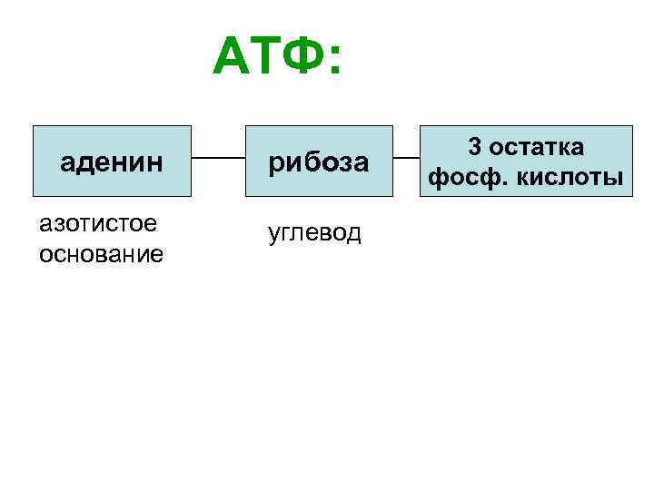 АТФ: аденин азотистое основание рибоза углевод 3 остатка фосф. кислоты 