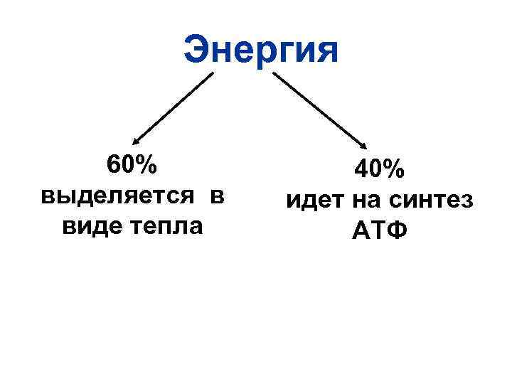 Энергия 60% выделяется в виде тепла 40% идет на синтез АТФ 