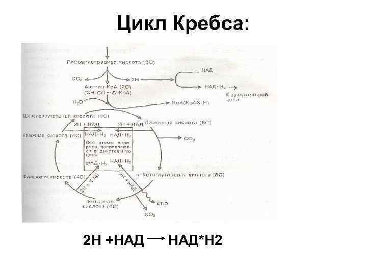 Цикл Кребса: 2 Н +НАД НАД*Н 2 