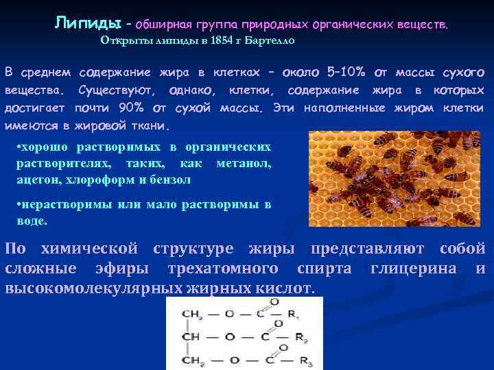 Липиды – обширная группа природных органических веществ. Открыты липиды в 1854 г Бартелло В