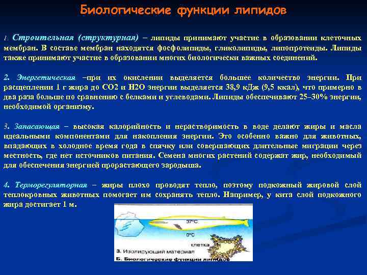 Биологические функции липидов 1. Строительная (структурная) – липиды принимают участие в образовании клеточных мембран.