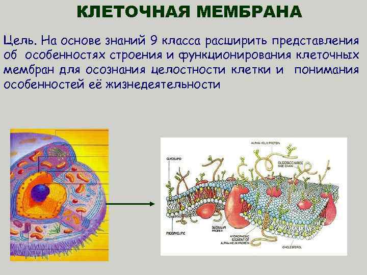 Мини проект по биологии 9 класс