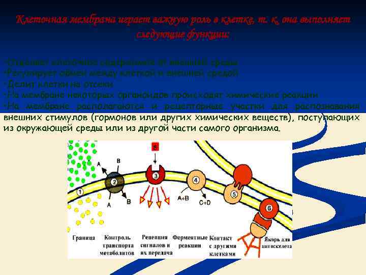 Клеточная мембрана играет важную роль в клетке, т. к. она выполняет следующие функции: •