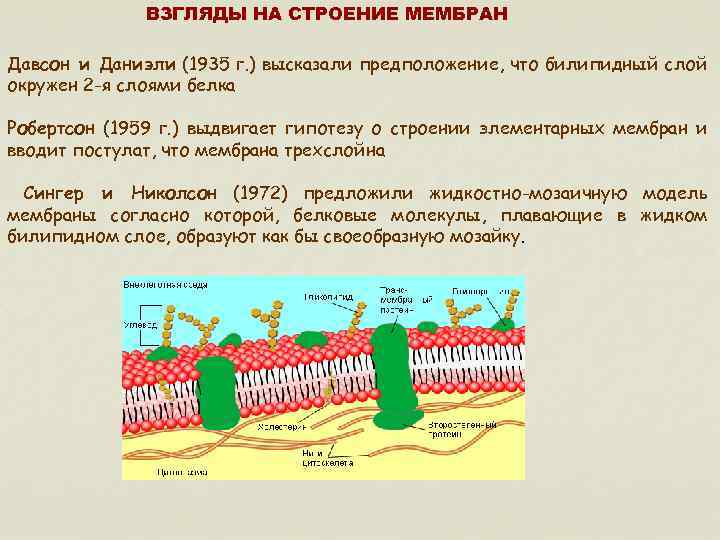 Обозначить на рисунке строение мембраны