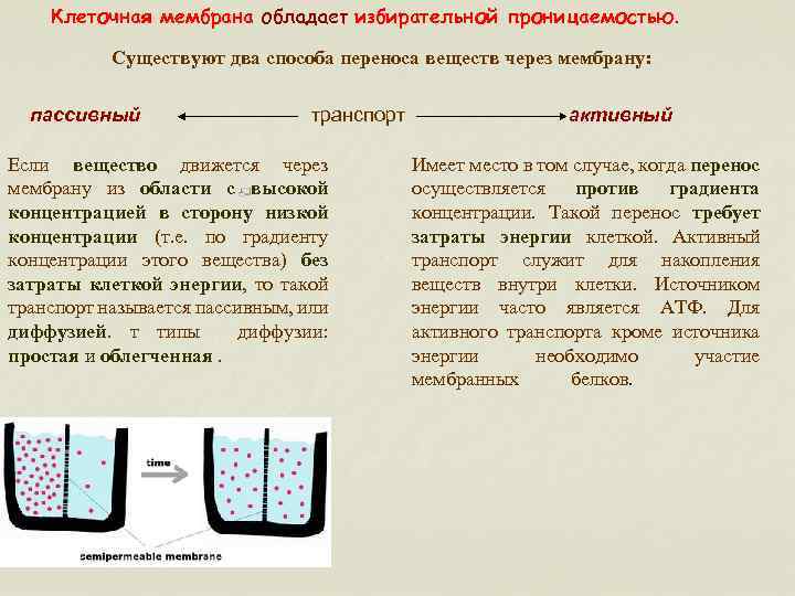 Избирательная проницаемость клеточной мембраны